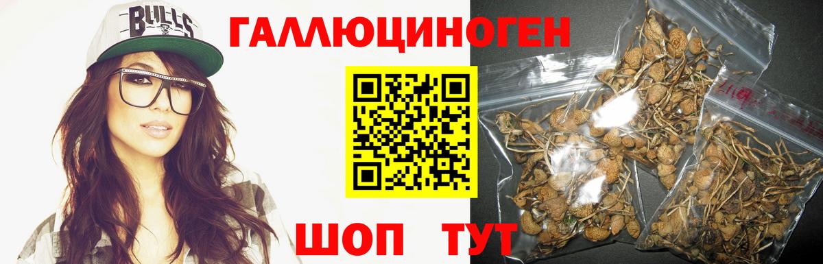 Менделеевск  Галлюциногенные грибы Psilocybine cubensis  Вход с VPN 